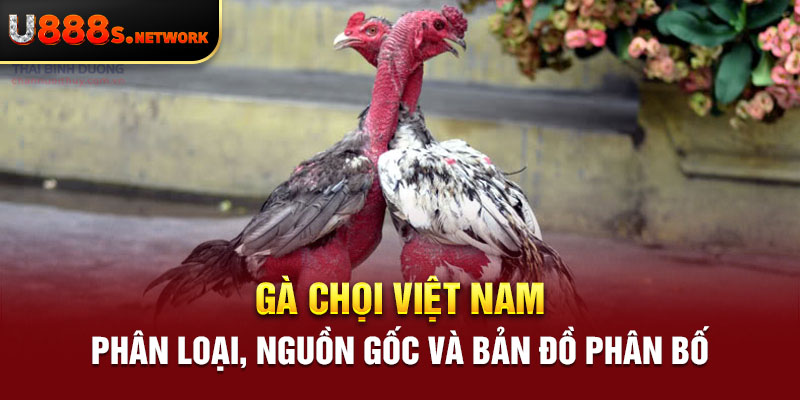 Gà Chọi Việt Nam – Phân Loại, Nguồn Gốc Và Bản Đồ Phân Bố