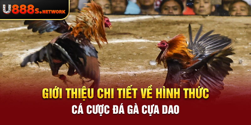 Đá Gà Cựa Dao - Giới Thiệu Chi Tiết Về Hình Thức Cá Cược