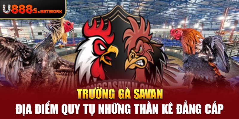 Trường Gà Savan – Địa Điểm Quy Tụ Những Thần Kê Đẳng Cấp