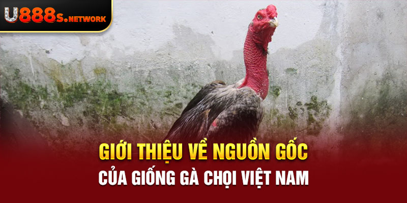 Giới thiệu về nguồn gốc của giống gà chọi Việt Nam