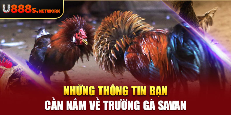 Những thông tin bạn cần nắm về trường gà savan