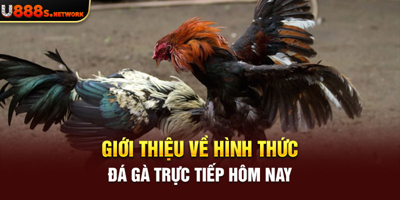 Giới thiệu về hình thức đá gà trực tiếp hôm nay