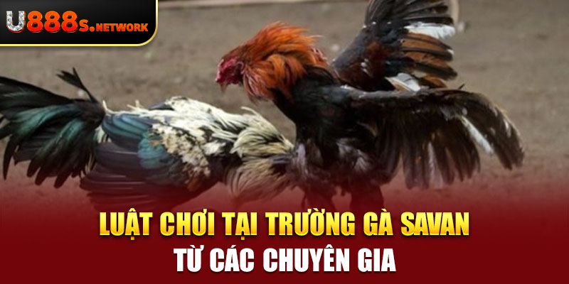 Luật chơi tại trường gà savan từ các chuyên gia