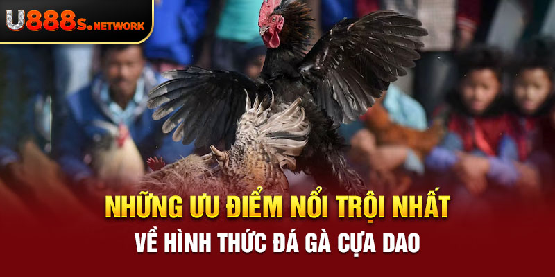 Những ưu điểm nổi trội nhất về hình thức đá gà cựa dao