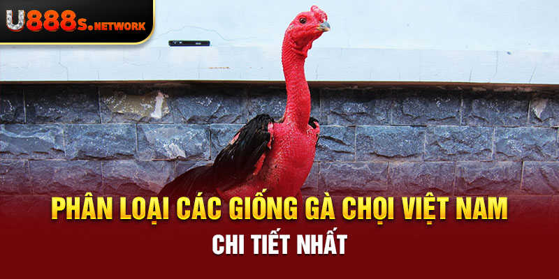 Phân loại các giống gà chọi Việt Nam chi tiết nhất