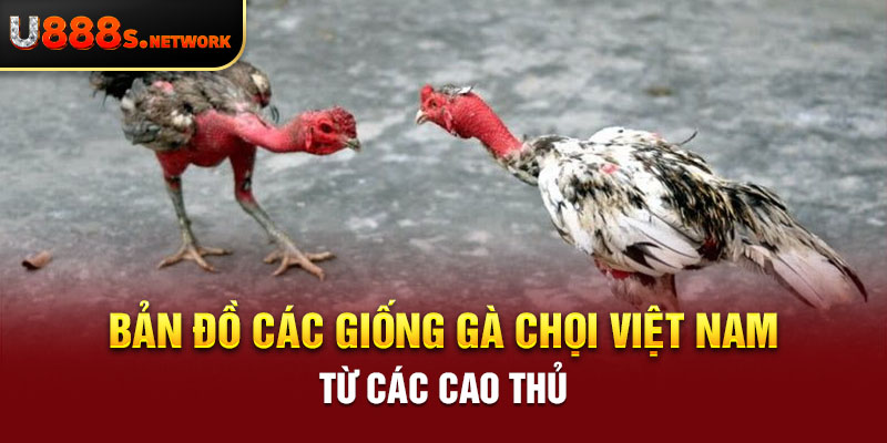 Bản đồ các giống gà chọi Việt Nam từ các cao thủ