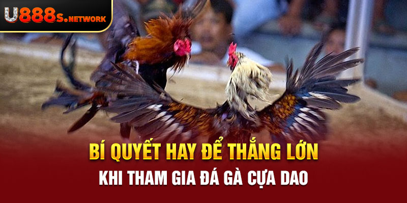 Bí quyết hay để thắng lớn khi tham gia đá gà cựa dao