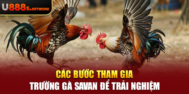 Các bước tham gia trường gà savan để trải nghiệm