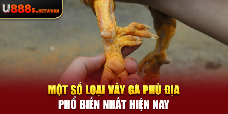 Một số loại vảy gà phủ địa phổ biến nhất hiện nay