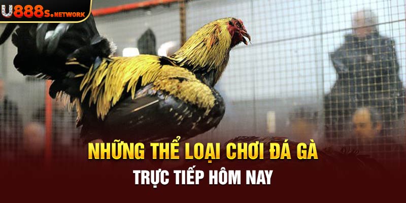 Những thể loại chơi đá gà trực tiếp hôm nay